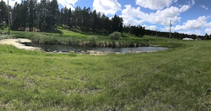 pond in the backyard (not stocked with fish as it is too shallow)