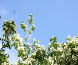 Trädgård