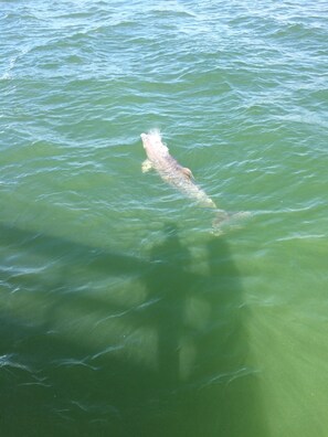 So fun to watch the dolphins from the pier everyday!