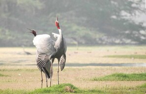 Birds in near lakes 