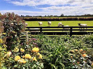 pet sheep