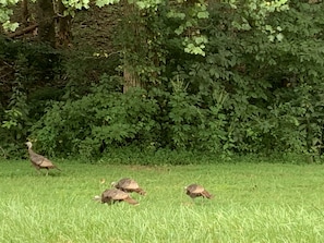 Enjoy watching the wild turkeys!!