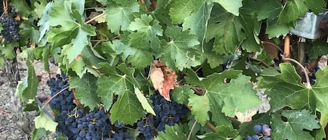 Vineyard on property