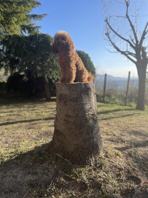 Animaux de compagnie acceptés
