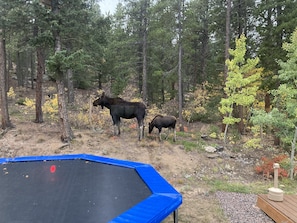 Mama and baby moose