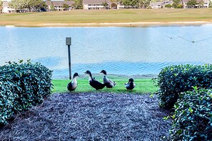 Check out the friends down at the Lake