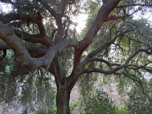 This is the reason we bought this property, the beautiful trees...