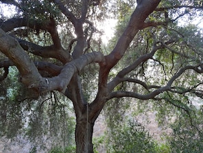 This is the reason we bought this property, the beautiful trees...