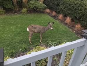 Deer in the front yard 