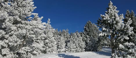 Himmel, Schnee, Pflanze, Azurblau, Steigung, Lärche, Ast, Natürliche Landschaft, Zweig, Baum