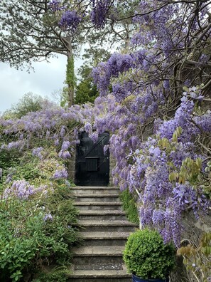 Wisteria in April above the entrance steps to the house