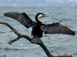 Little Shag