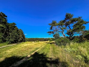 Herman`s Hof - Weg in den Wald 100 m vom Herman`s Hof entfernt