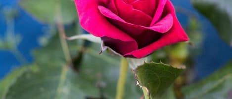 Red Rose in the garden