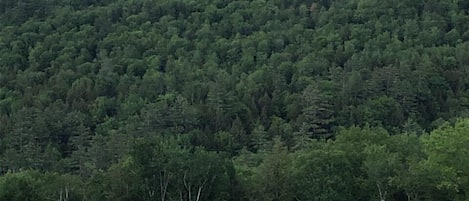 Your View From the Deck, the Master Bedroom, the living Rooms and the Loft