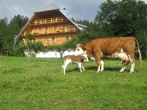 Sigmundenhof, (Schonach), LHS 00784