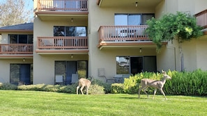 Back Patio views. 3 lower patios