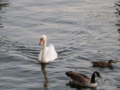 River View – Kingston, KINGSTON UPON THAMES