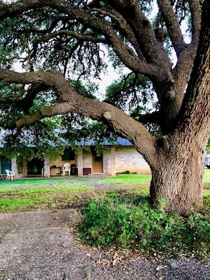 Beautiful Oak Trees
