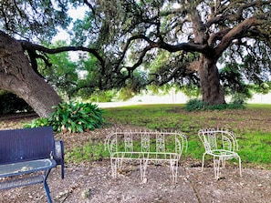 More Oak Trees
