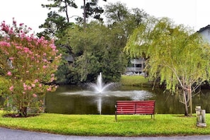 Duck pond in Complex