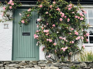 The roses in bloom at Lilac Tree Cottage