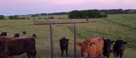 Terrenos do alojamento