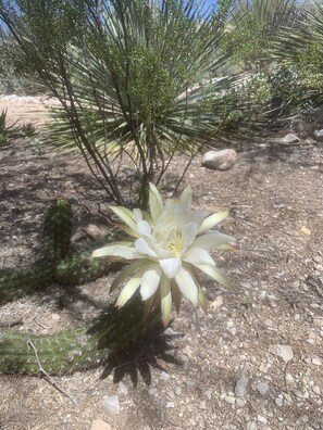 Cactus blooming in spring