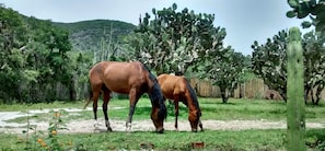 Whether you ride them or just look at them, the horses make the ranch special.