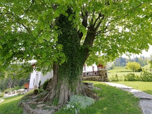 Tree, Green, Woody Plant, Plant, Leaf, Grass, Plane, Spring, Branch, House