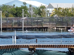 The Dolphins are so much fun to watch from our dock.