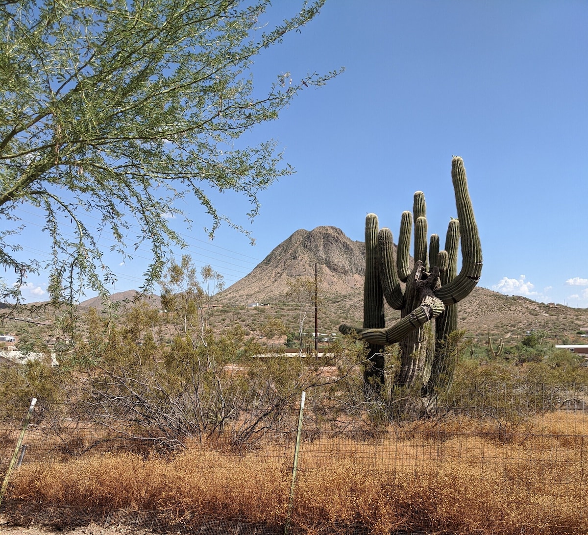 Coyote Cabin, Cowboy Decor, Scenic Desert