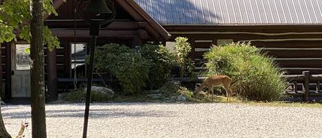 A deer in front of the log cabin 