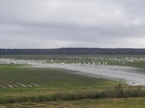 Photo of swans looking out the front door.