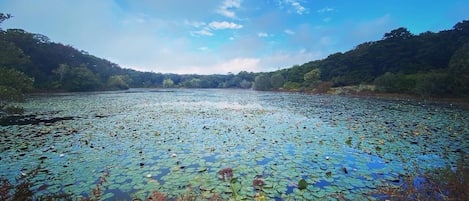 Duarte’s pond 