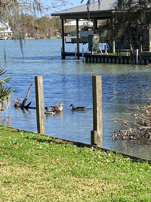 Ducks enjoying the lake . 