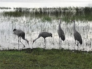 Watch exotic birds like cranes, ibis, herons, bald eagles, and osprey.