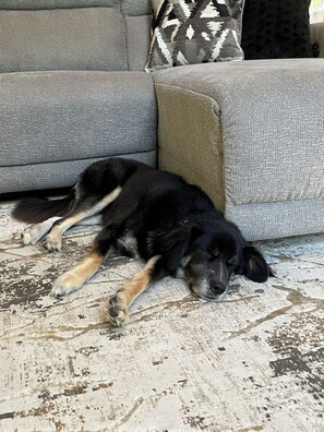 Our dog, Lou, relaxes as soon as he gets here!