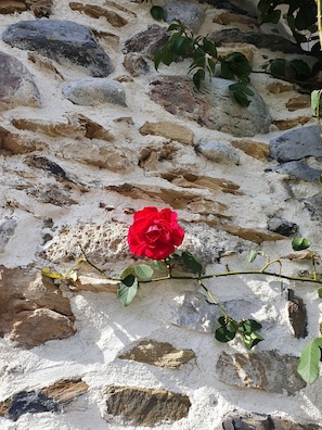 rosier sur pierres apparentes de la façade principale