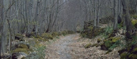 Sendero entre Castaños 