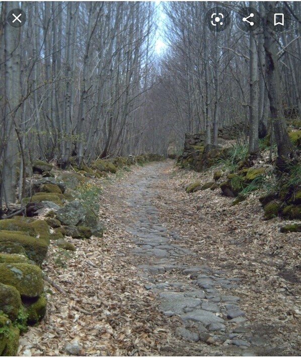 Sendero entre Castaños 