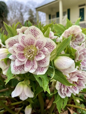 Winter bloom on our grounds: the resilient Lenten Rose (Helleborus orientalis)