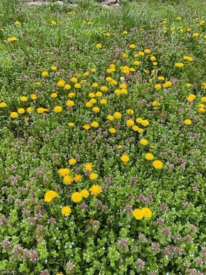 Restoring an American meadow and reducing environmental impact. A dandelion tea?
