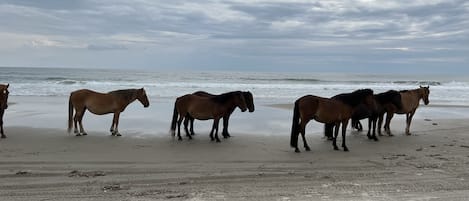 Wild horses taken June 9