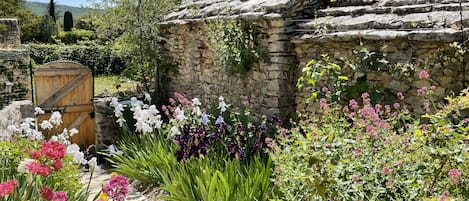 Irises by the garden path