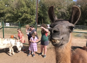 You will love feeding and petting the animals in "The Barnyard" (Patrick loves to photobomb; he is very proud of his winning smile!)