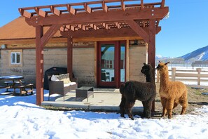 Alpacas & Airbnb!