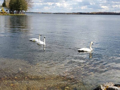 BEAUTIFUL FOUR SEASON WATERFRONT COTTAGE IN THE QUIET BAY!