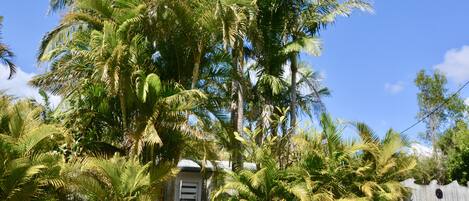 Street View of Paradise Palms