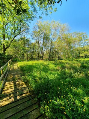 The board walk to the copse